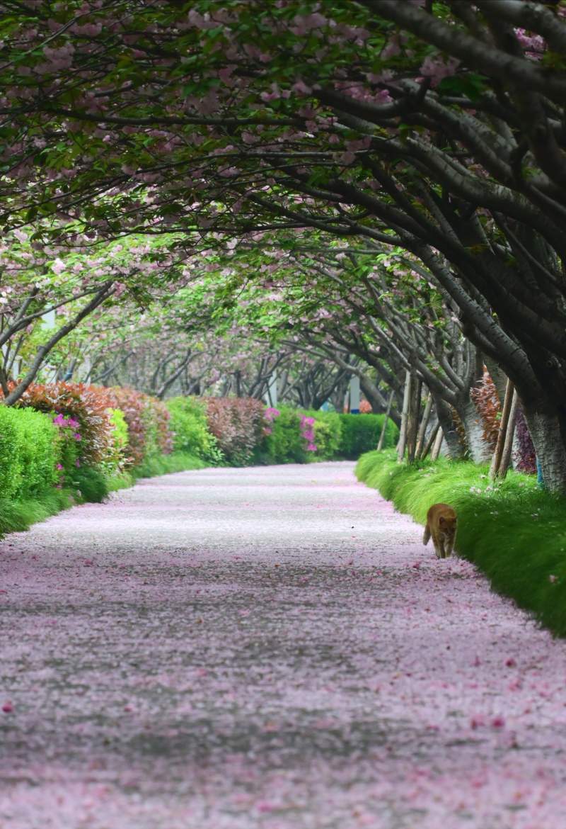 樱花隧道 落英缤纷小径图片