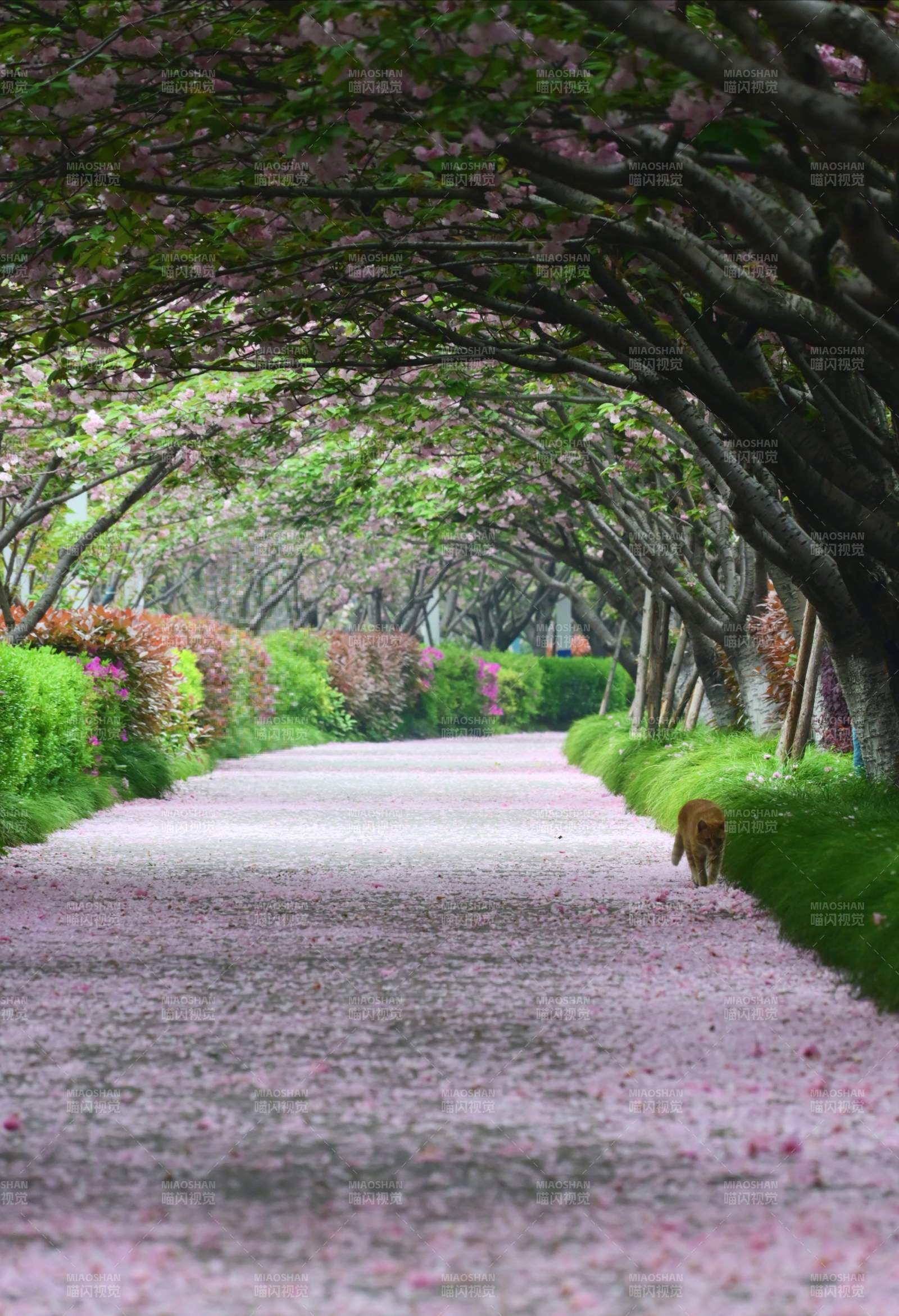 樱花隧道 落英缤纷小径图片