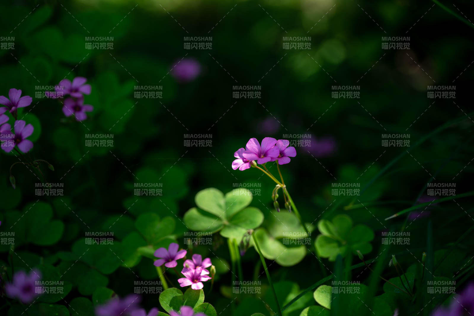 紫花三叶草 绿意盎然春景图片