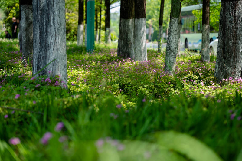 林间花海 绿意盎然图片
