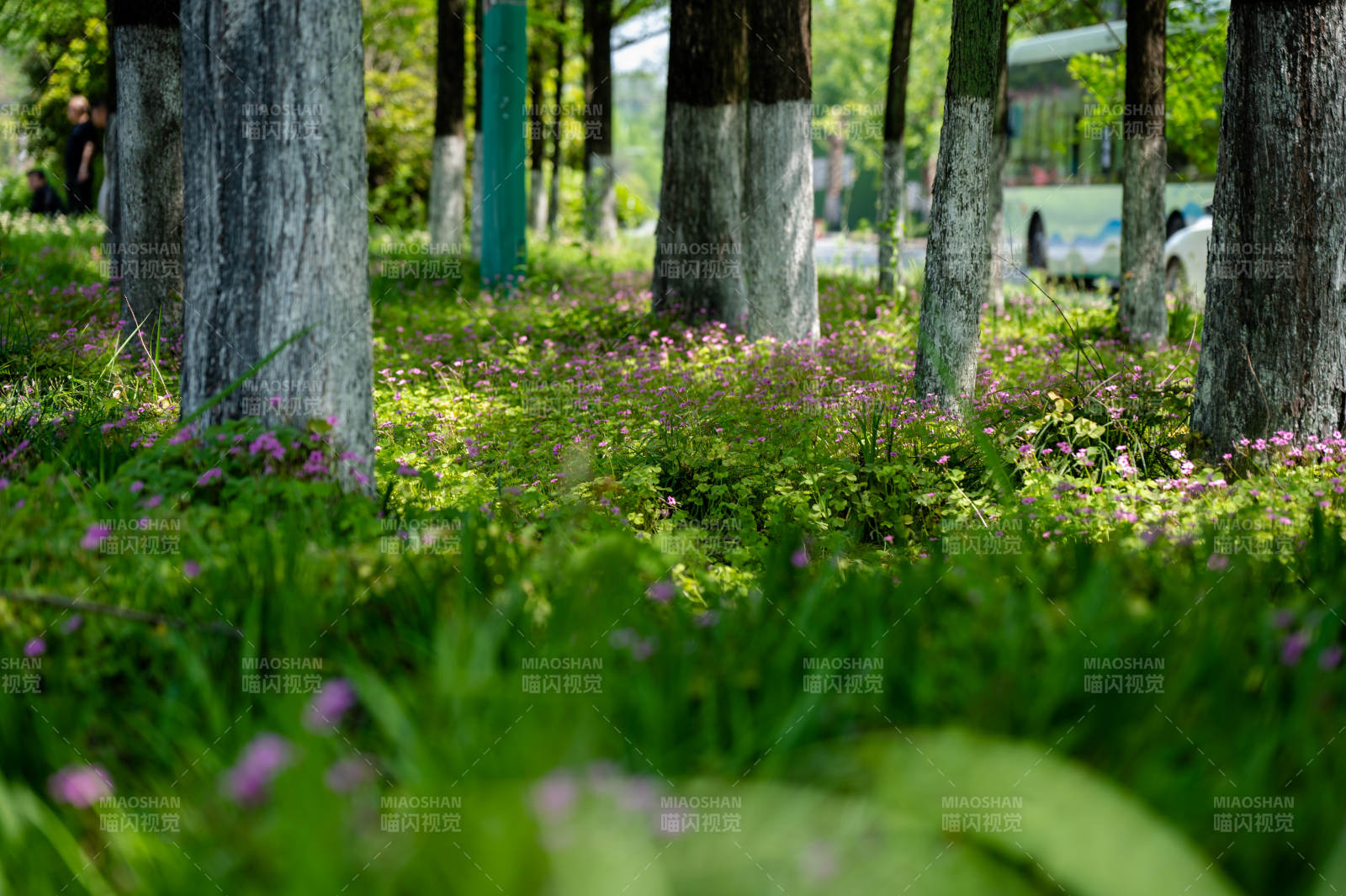 林间花海 绿意盎然图片