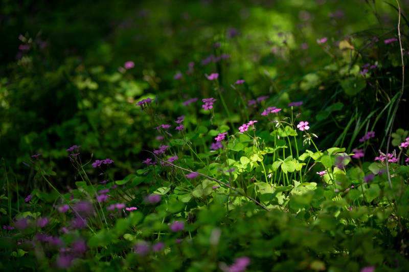 林间紫花 绿意盎然图片