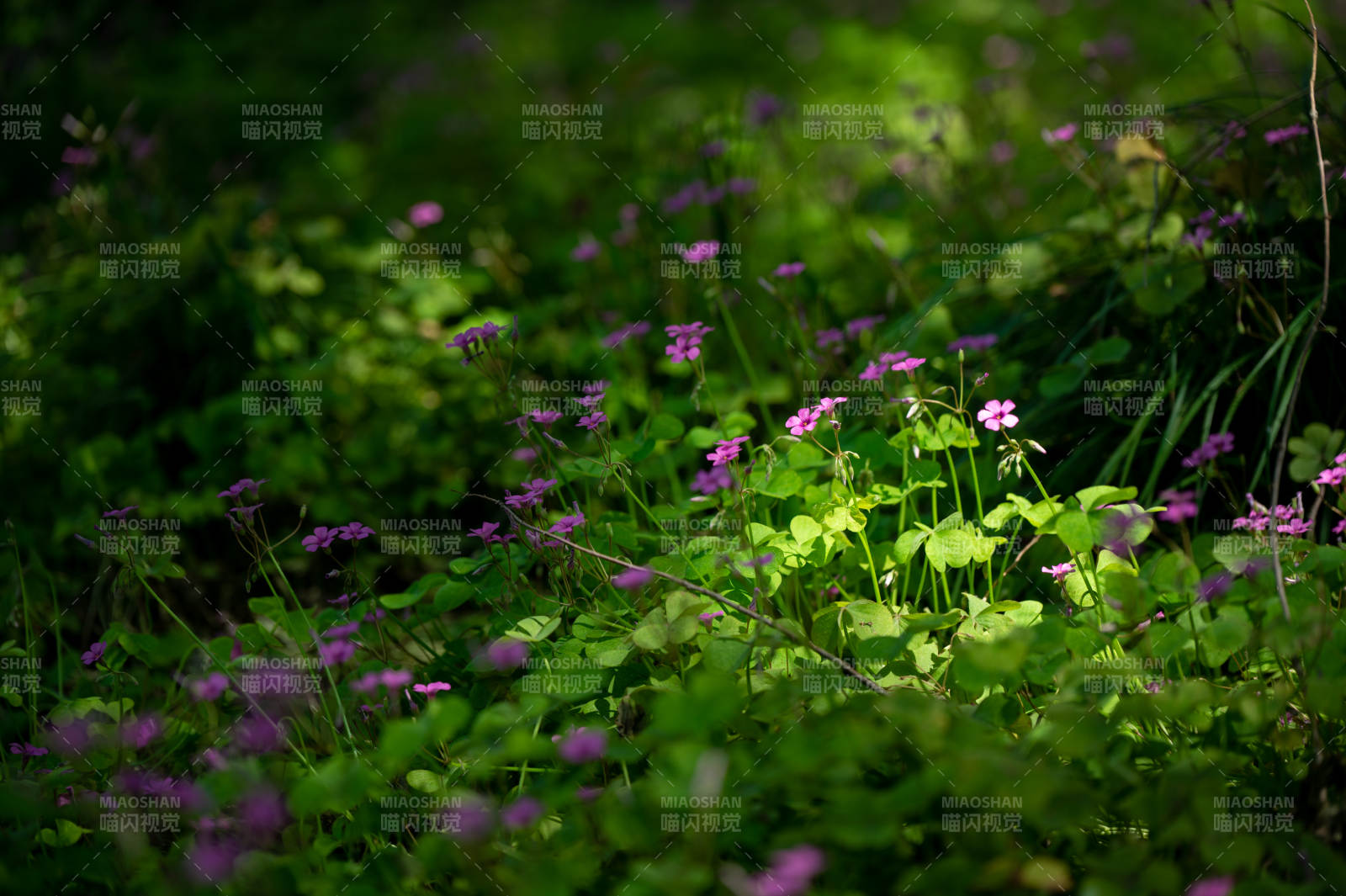 林间紫花 绿意盎然图片