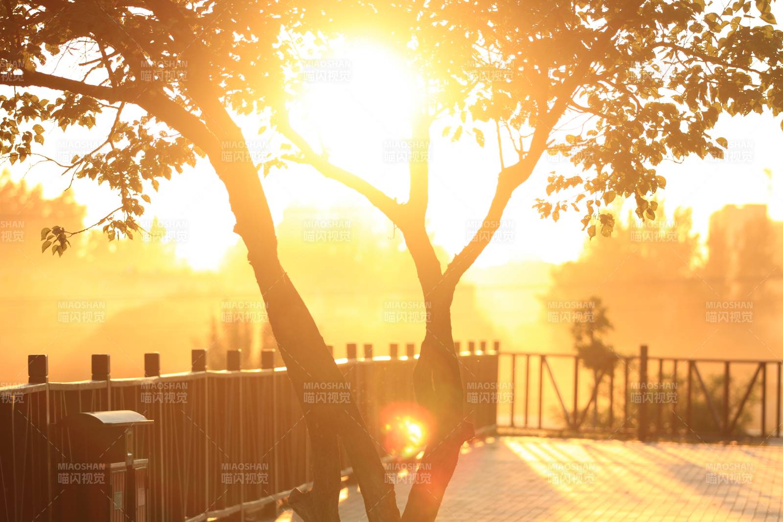 晨光树影 暖意融融图片