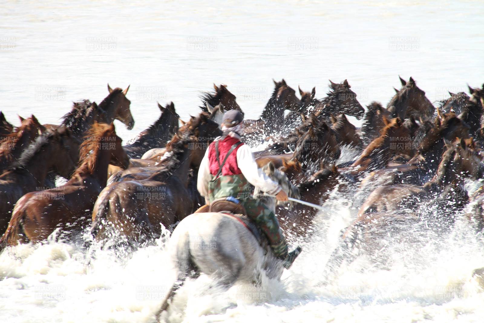牧民驱马渡河 水花飞溅图片