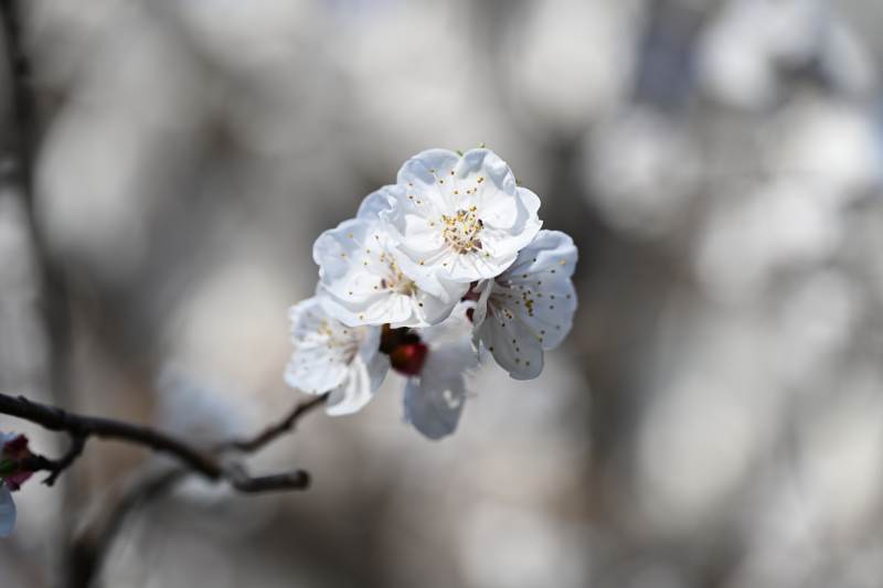 白花枝头 春意盎然图片