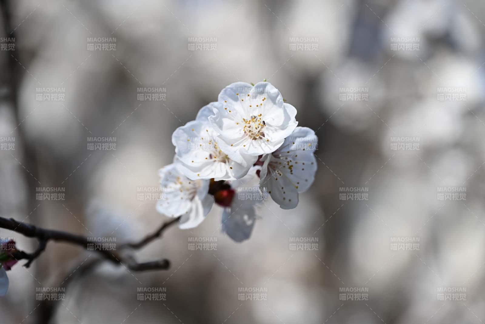 白花枝头 春意盎然图片