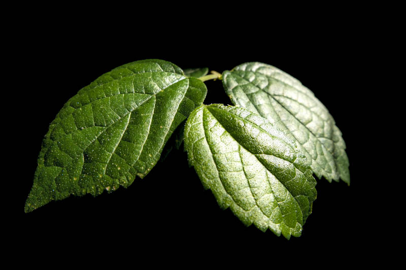 绿叶三片 黑底映衬生机图片