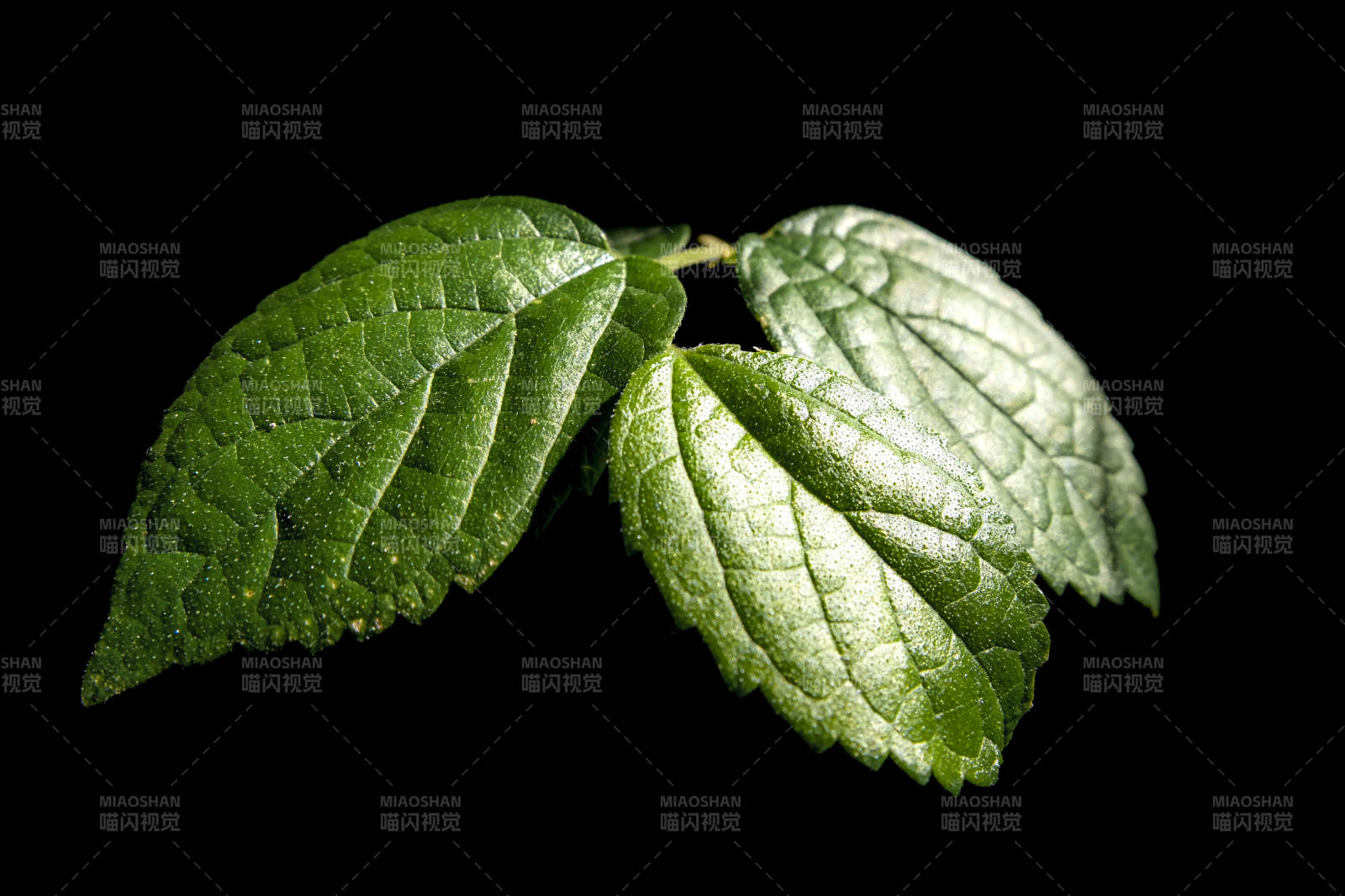 绿叶三片 黑底映衬生机图片