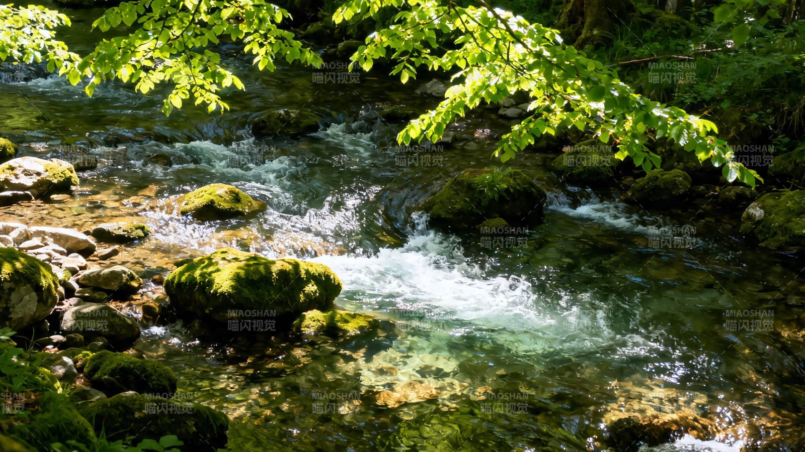 溪水流淌 绿意盎然图片