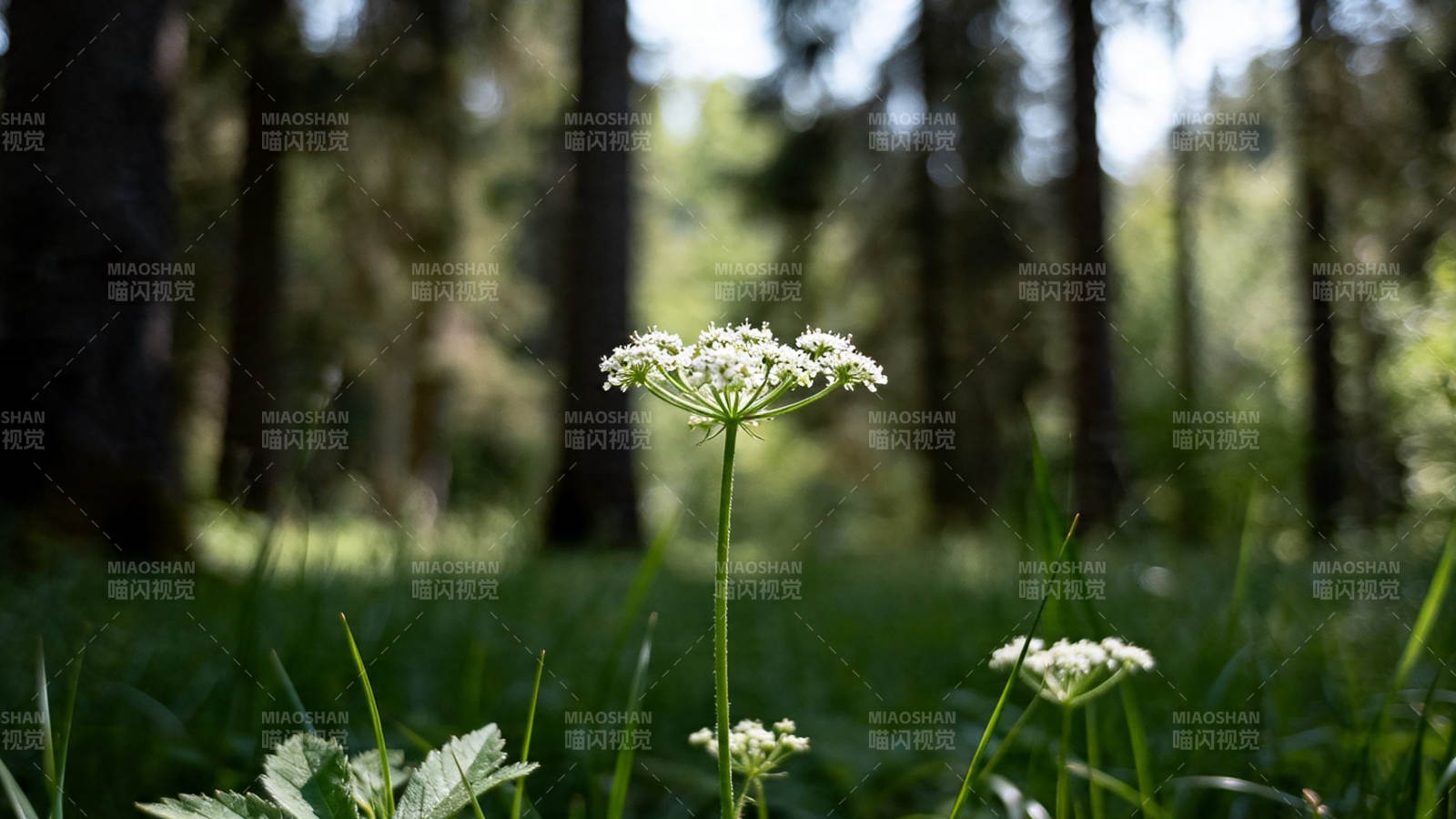 林间小白花 静谧自然美图片