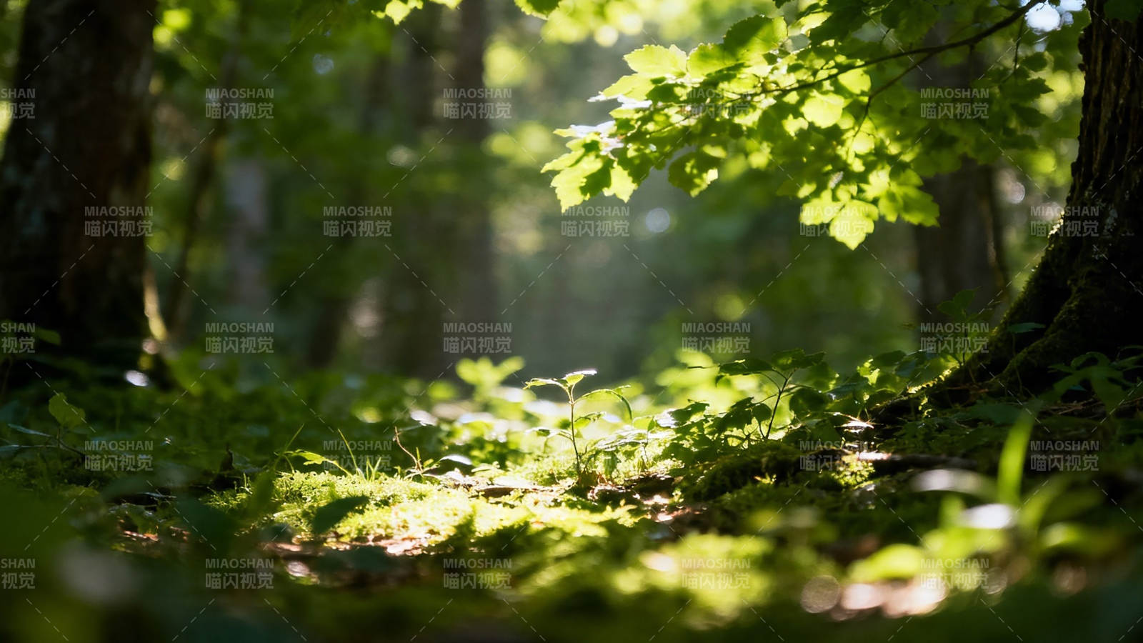 林间光斑 绿意盎然图片