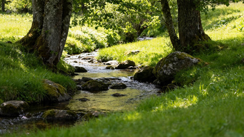林间溪流 绿意盎然图片