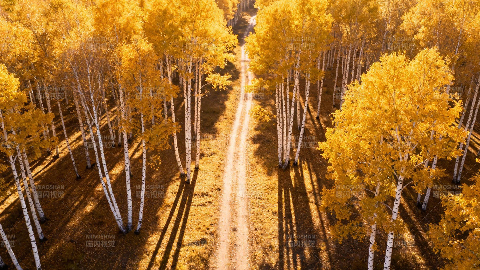 秋日白桦林小径图片