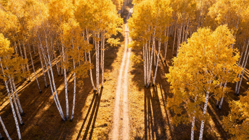 秋日白桦林小径图片