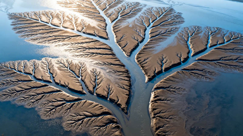 大地之树 潮汐雕刻的奇迹图片