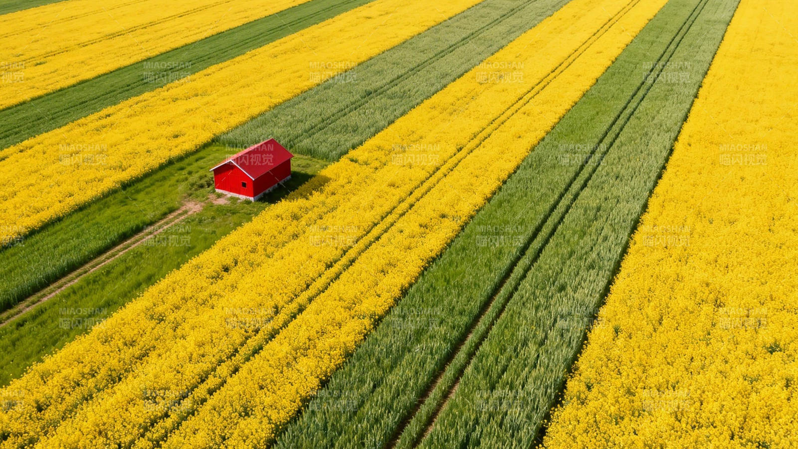 黄花绿田红屋美图片