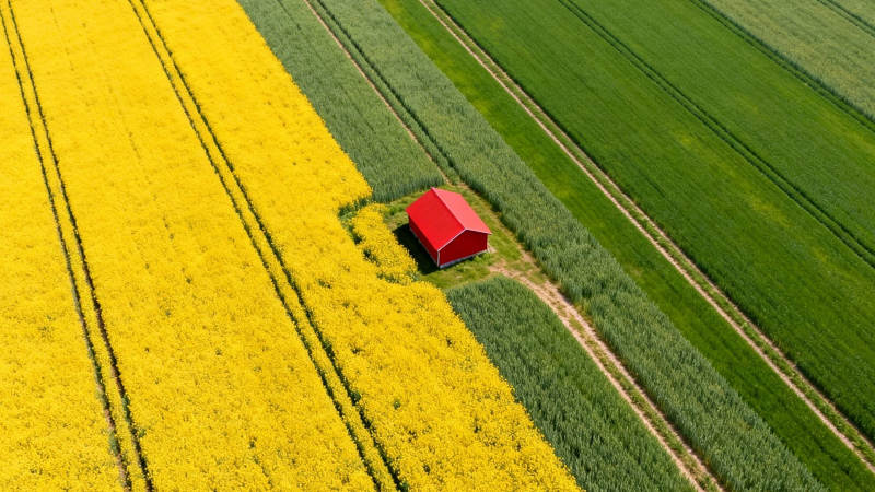 红屋卧花海 绿野如画境图片