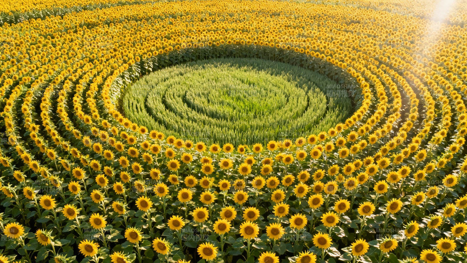 向日葵螺旋迷宫奇观图片