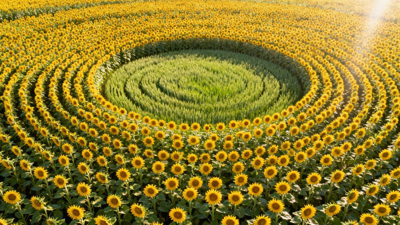 向日葵螺旋迷宫奇观图片