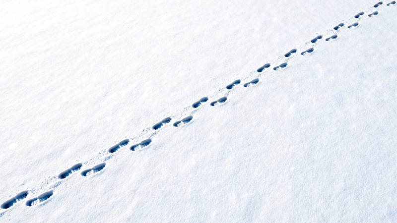 雪地上的足迹轨迹图片