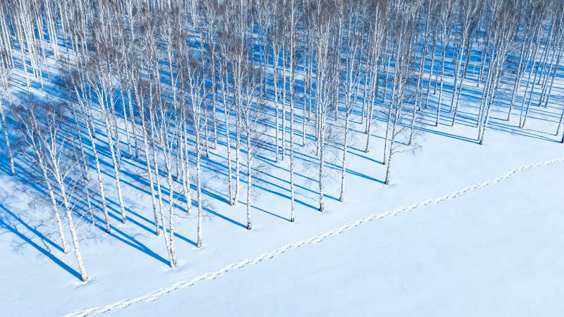 雪林足迹 静谧冬日画卷图片