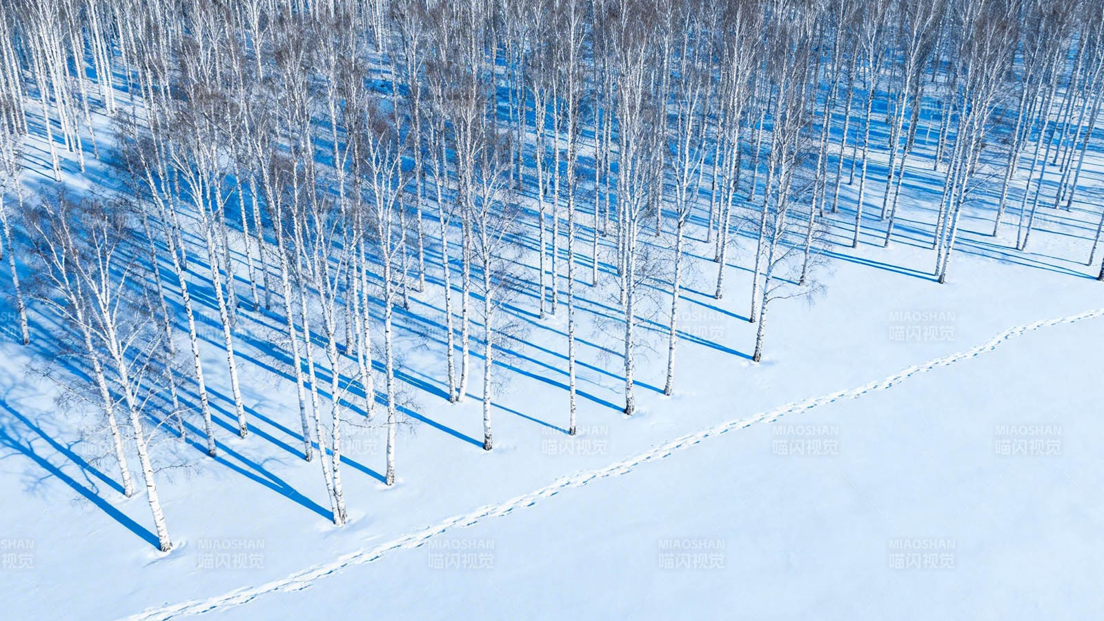 雪林足迹 静谧冬日画卷图片