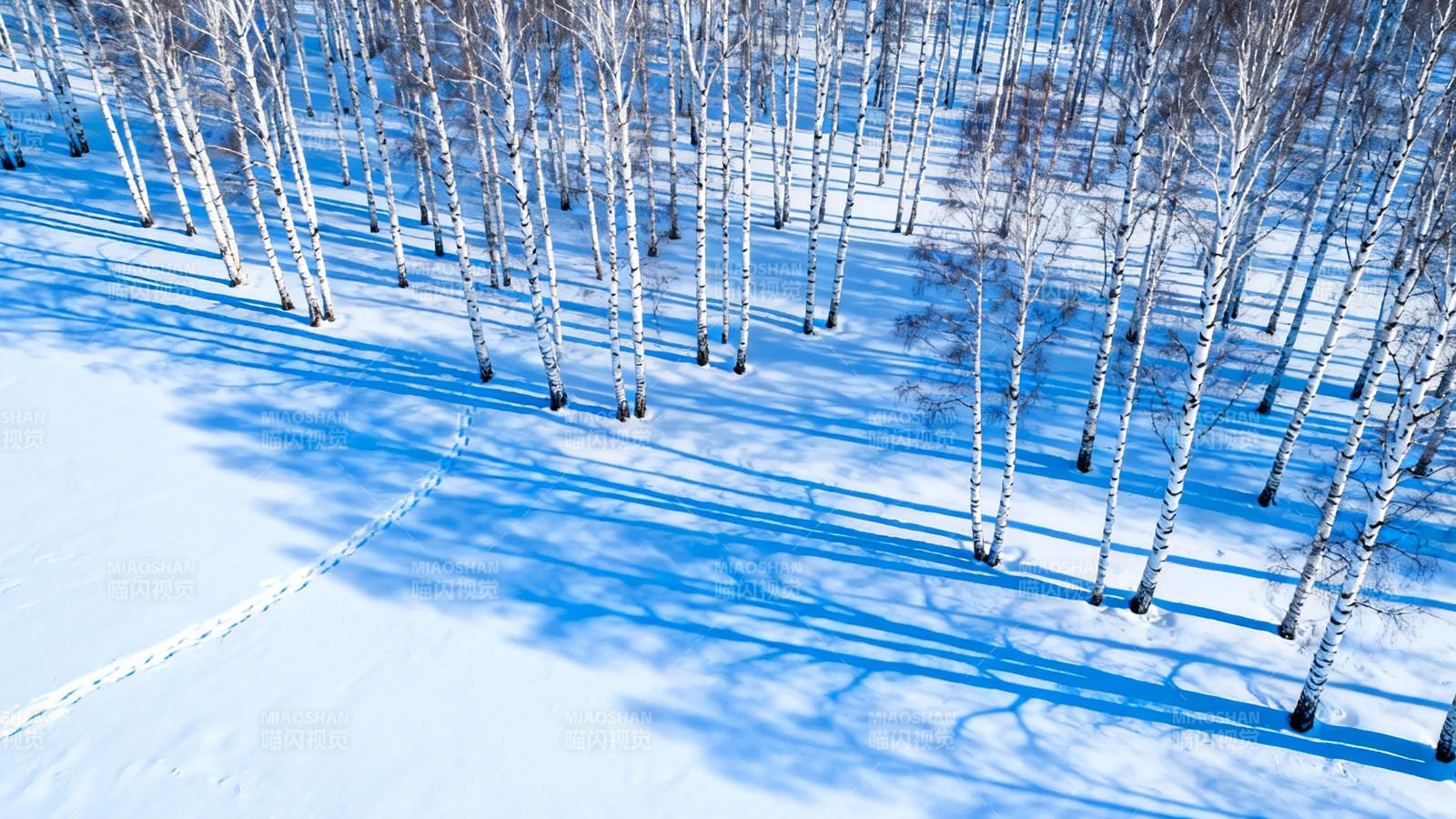 雪林蓝影 白桦静立图片