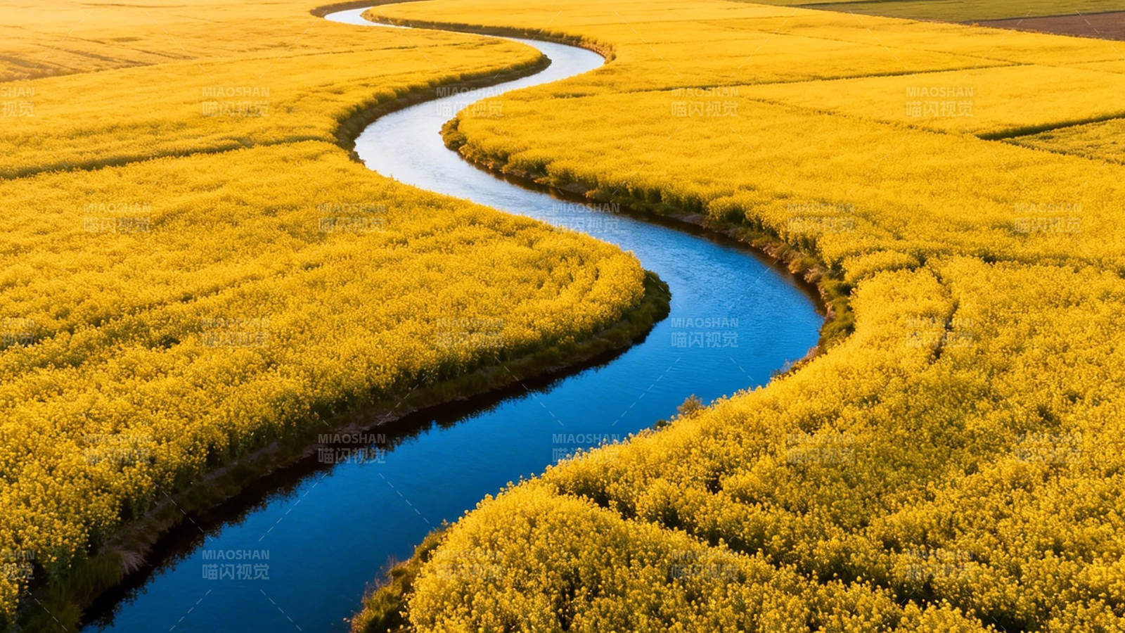 金海蓝带 蜿蜒诗行图片