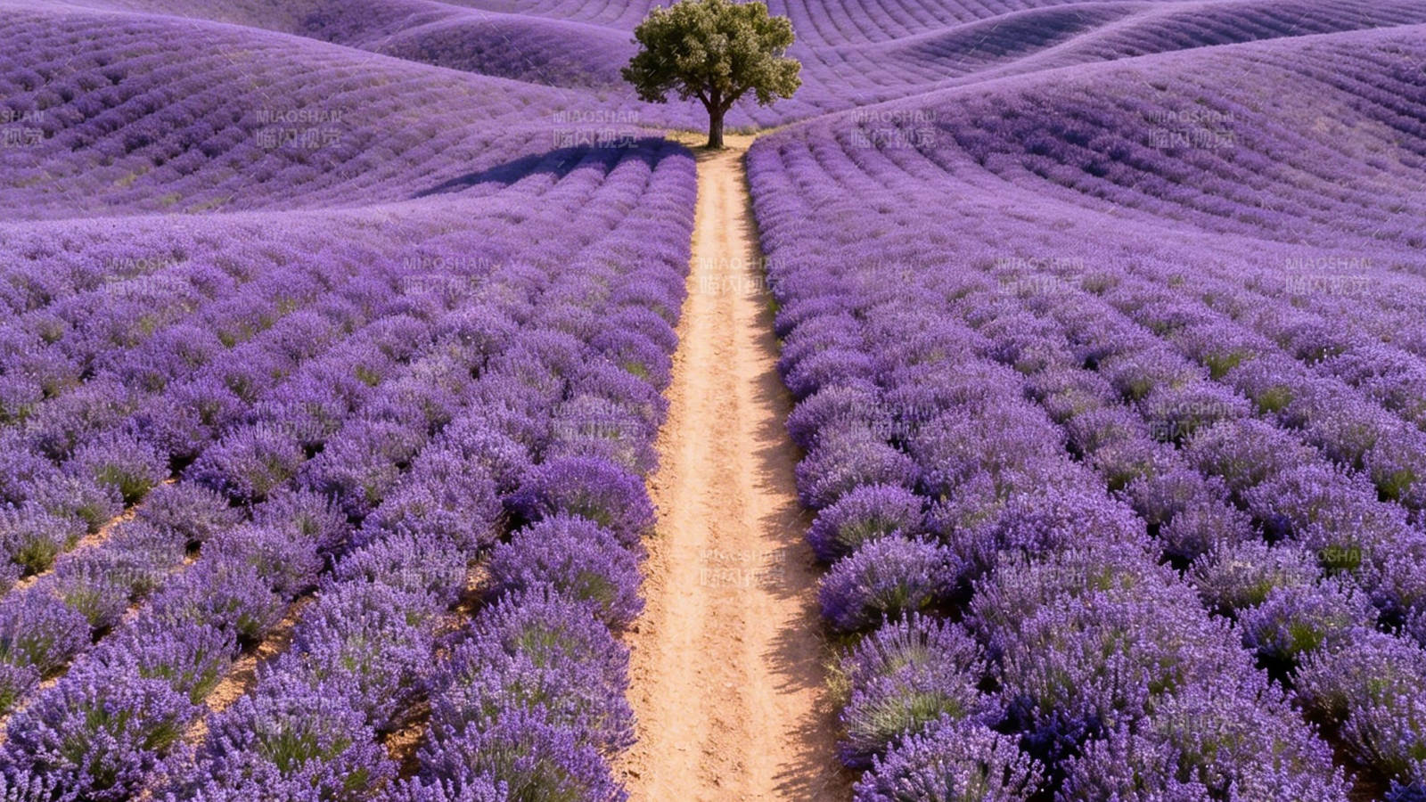薰衣草田中的孤树小径图片