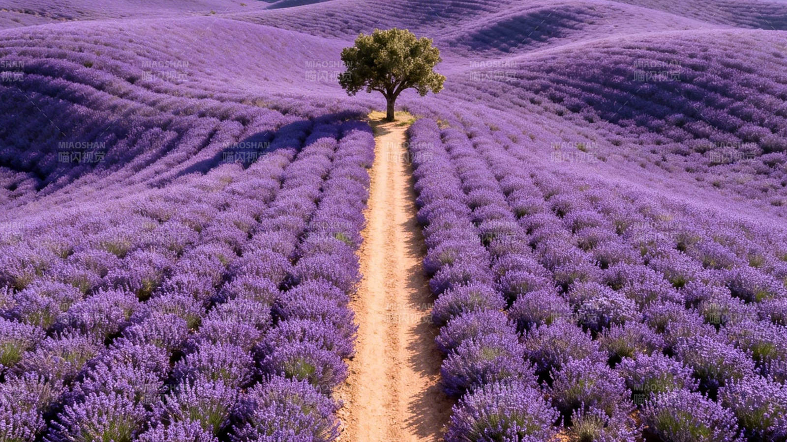 紫海孤树 梦幻 lavender 田图片