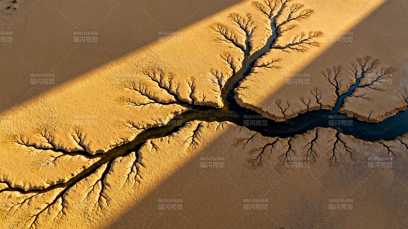 沙海枝脉 光影交错图片