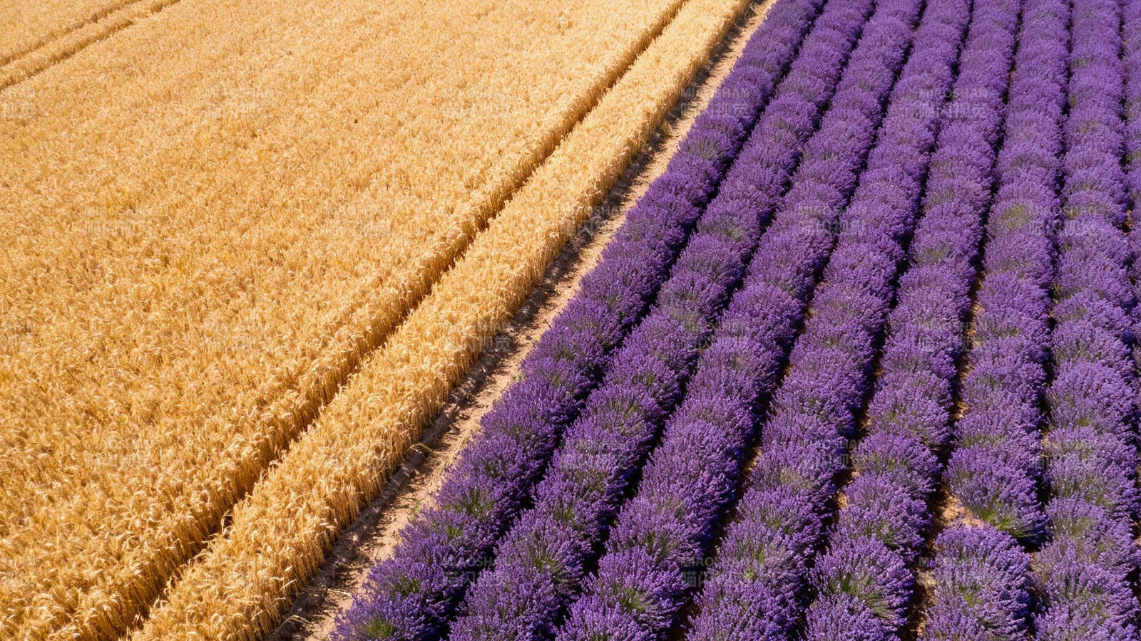 金麦紫薰 田野双色画卷图片