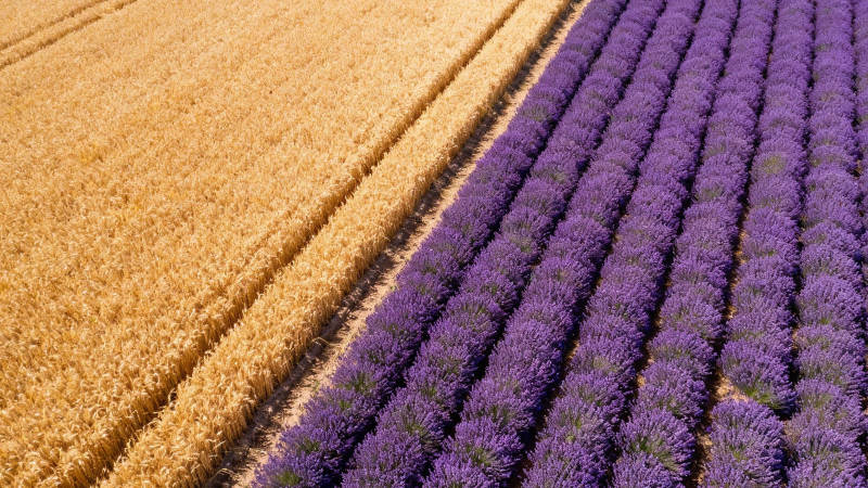 金麦紫薰 田野双色画卷图片