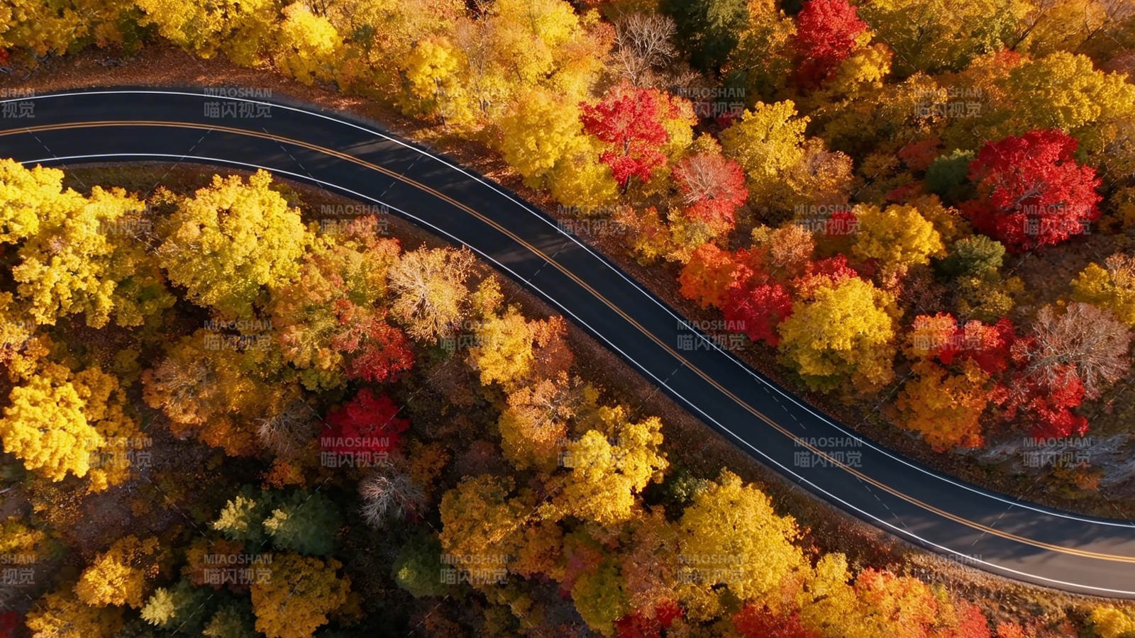 秋林蜿蜒路 彩叶映长空图片