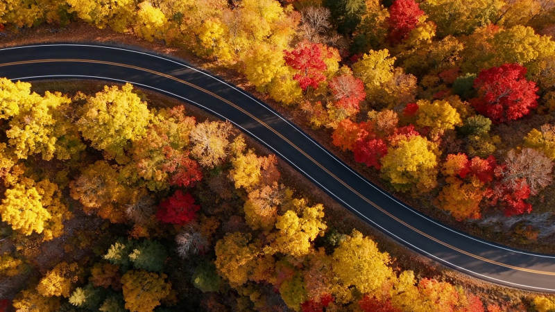 秋林蜿蜒路 彩叶映长空图片