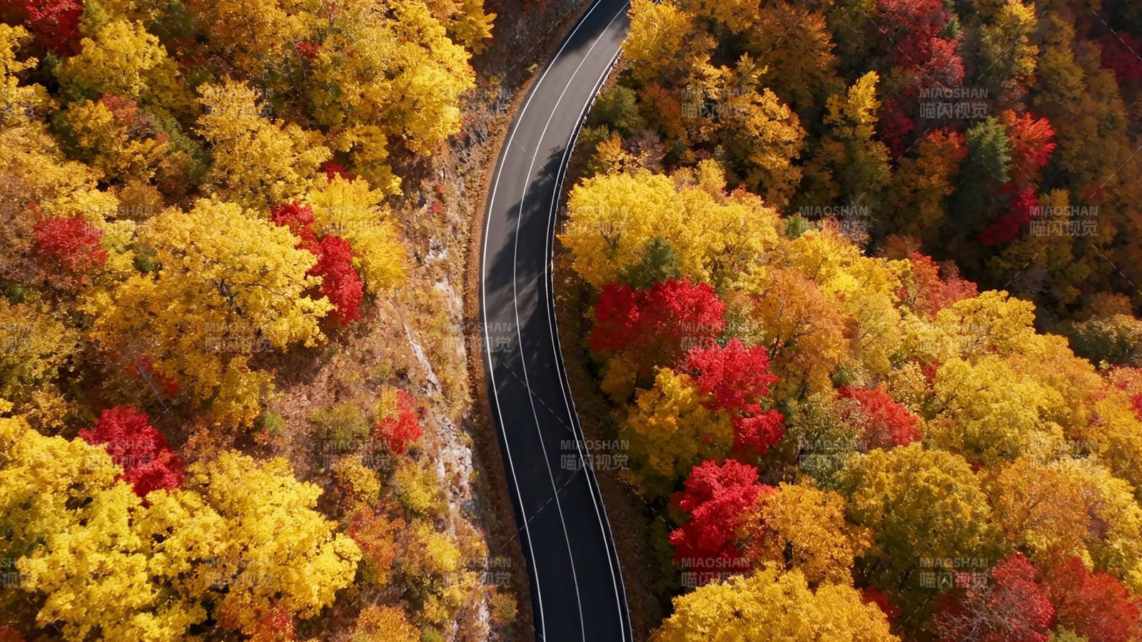 秋色蜿蜒路 林间彩带舞图片