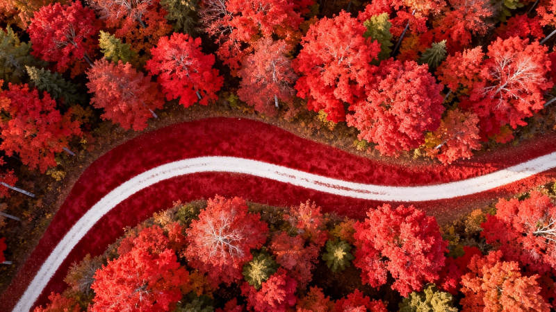 秋林红径 蜿蜒如画图片