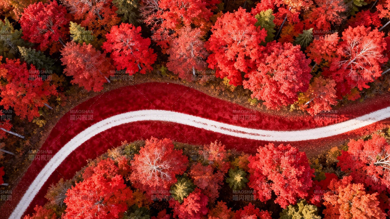 秋林红径 蜿蜒如画图片