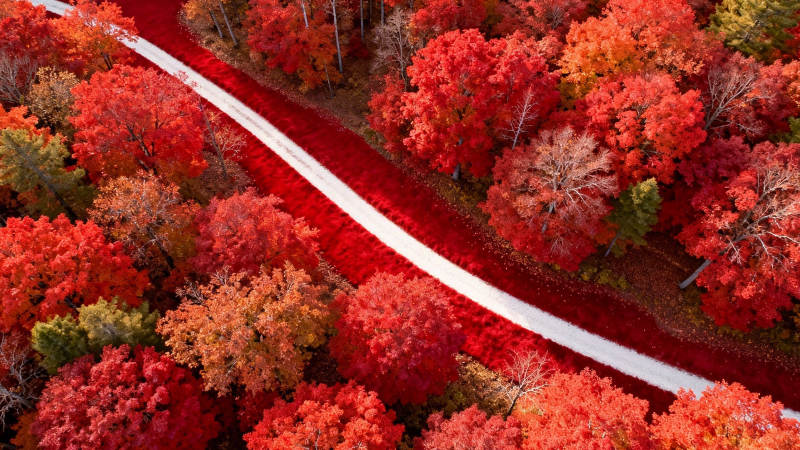 秋林红径 蜿蜒如画图片