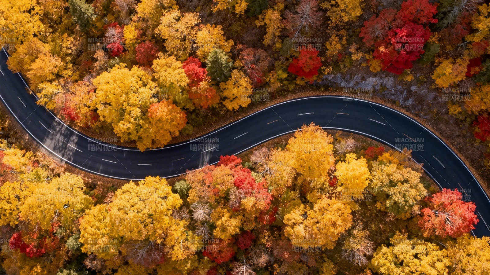 秋色蜿蜒路 林间彩带舞图片