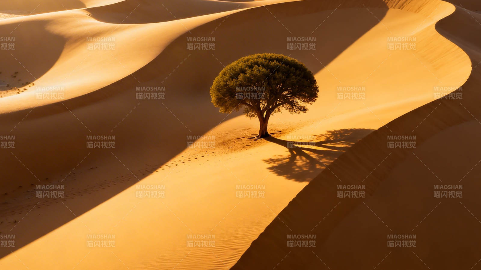 沙漠孤树 金砂映影图片