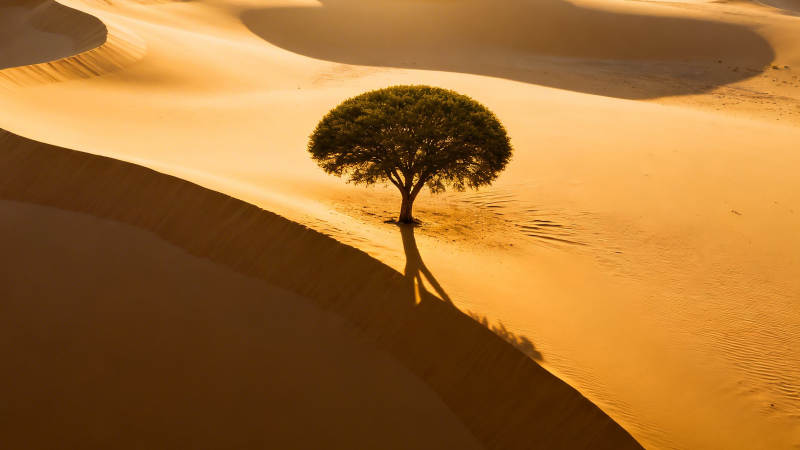 沙漠孤树 金影如画图片