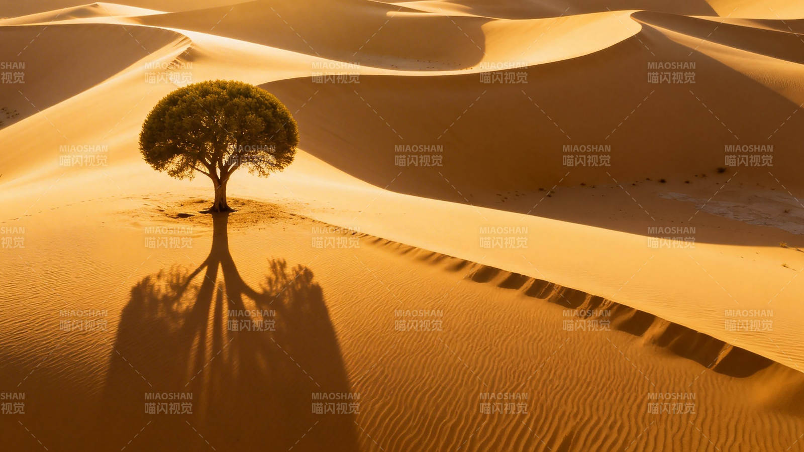 沙漠孤树 光影如诗图片