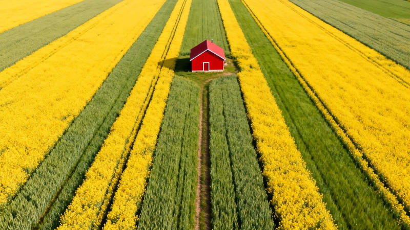 花田红屋 航拍美景图片
