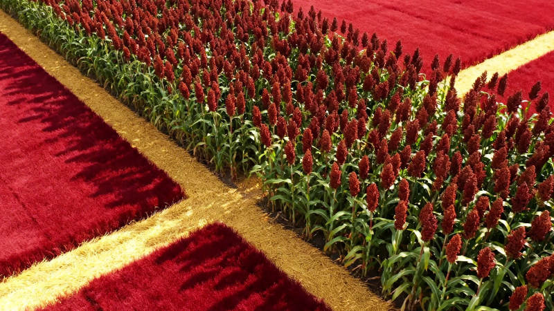 红穗如毯 田埂如画图片