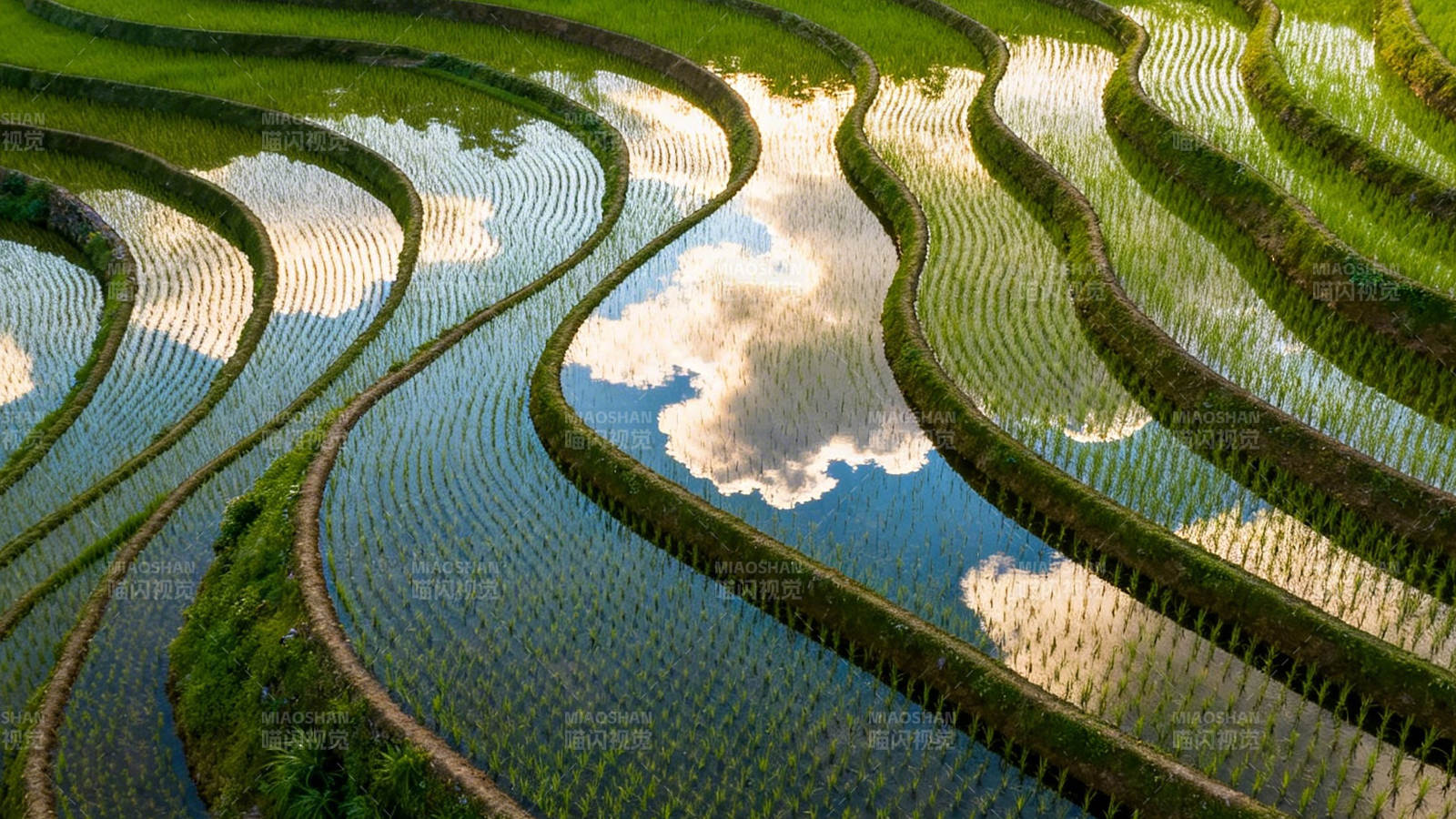 梯田映云 绿野如画图片