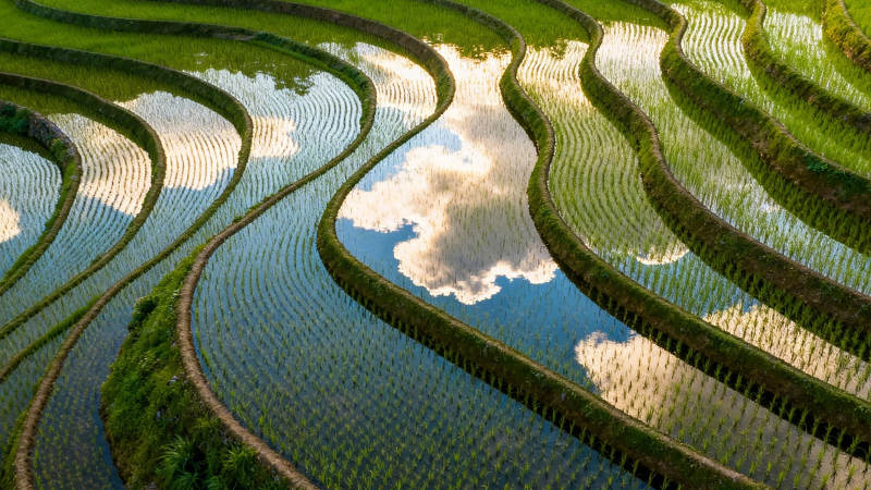 梯田映云 绿野如画图片