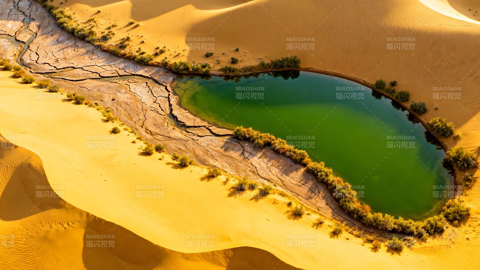 沙漠绿洲 碧水映黄沙图片
