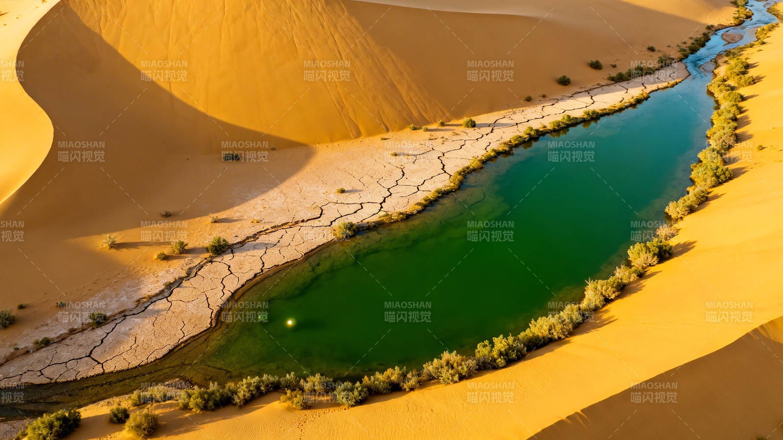 沙漠绿洲 碧水映金沙图片